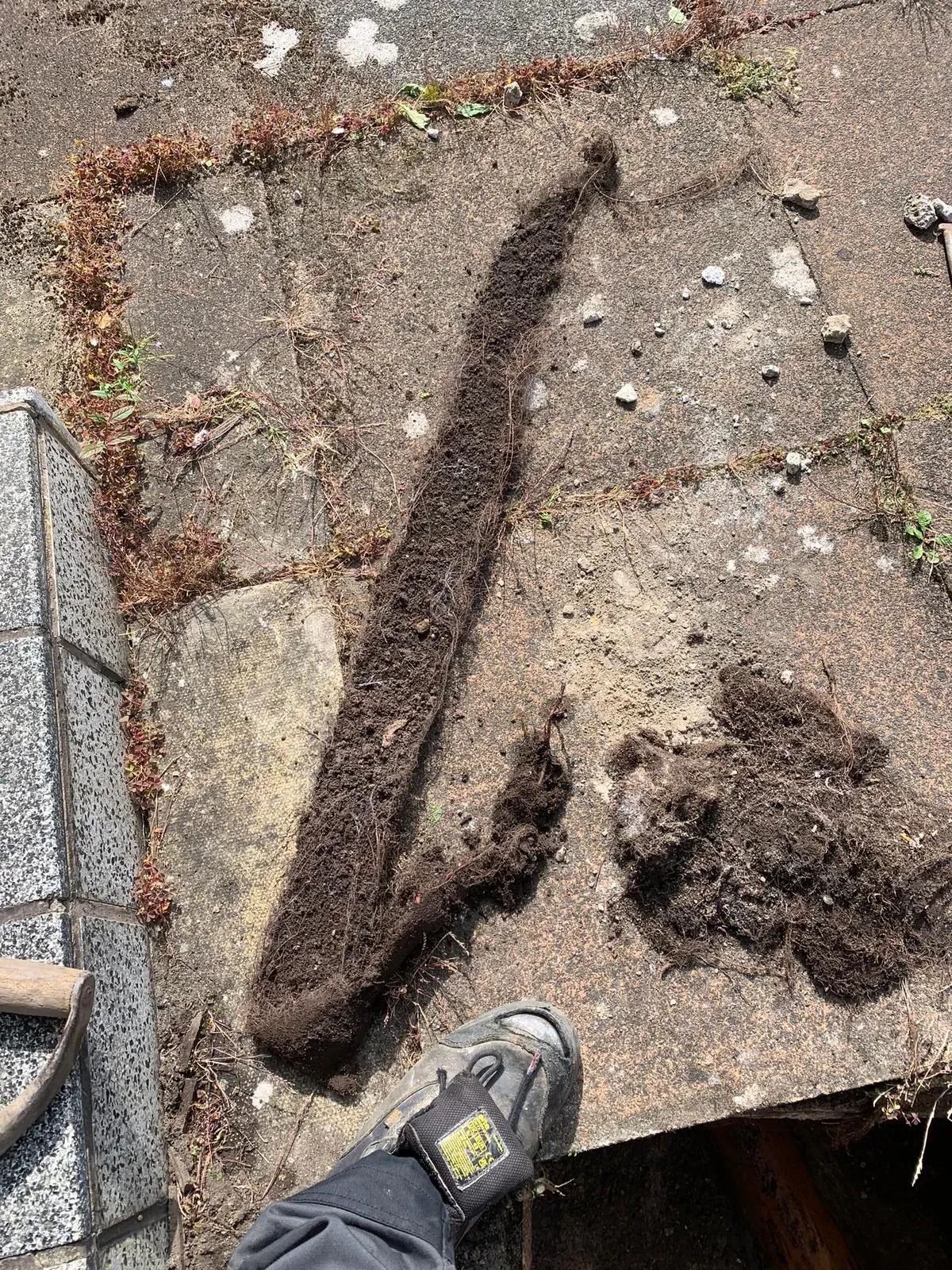 Severe tree root ingress removed from a blocked drain pipe in Durham by Clear Drain NE specialists.